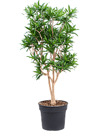Fabulous Pleomele (Dracaena) reflexa 'Song of Jamaica' Tall Indoor House Plants Trees