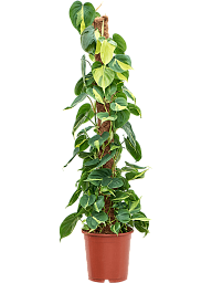 Lush Heart-Leaf Philodendron scandens 'Brasil' Indoor House Plants