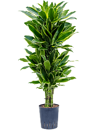 Insta-friendly Corn Plant Dracaena fragrans 'Golden Coast' Tall Indoor House Plants Trees