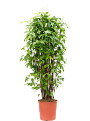 Easy-Care Spotted Gold Dust Dracaena surculosa Indoor House Plants