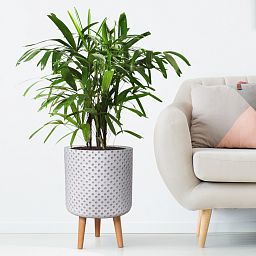 IDEALIST Lite Dotted Style Planter on Legs, Round Plant Pot Indoor