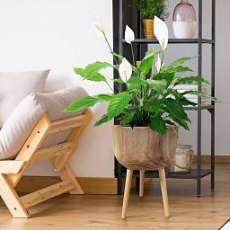 HORTICO GAIA Wooden House Planter with Legs, Tall Indoor Plant Pot Stand with Waterproof Liner