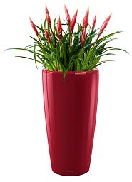 Blooming Vriesea Astrid in LECHUZA RONDO Self-watering Planter, Total Height 90 cm