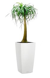 Nolina in LECHUZA CUBICO Color Self-watering Planter, Total Height 120 cm