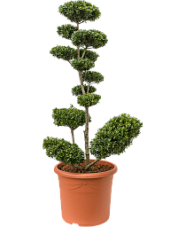 Cute Japanese Holly Ilex crenata 'Maxima'