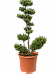 Cute Japanese Holly Ilex crenata 'Maxima'