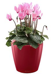 Blooming Cyclamen in LECHUZA CLASSICO LS Self-watering Planter, Total Height 40 cm