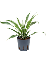 Graceful Dragon Tree Dracaena deremensis 'White Stripe' Indoor House Plants