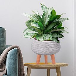 IDEALIST Lite Plaited Style Bowl Planter on Legs, Round Pot Plant Stand Indoor
