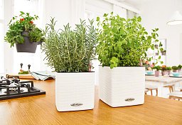 LECHUZA CUBE Color Square Poly Resin Indoor Self-watering Planter Set