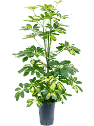 Delicate Umbrella Tree Schefflera arboricola 'Gold Capella' Indoor House Plants