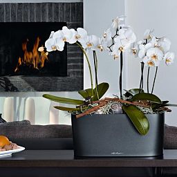 Blooming Phalaenopsis Orchid in LECHUZA DELTA Self-watering Planter, Total Height 60 cm