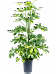 Delicate Umbrella Tree Schefflera arboricola 'Gold Capella' Indoor House Plants
