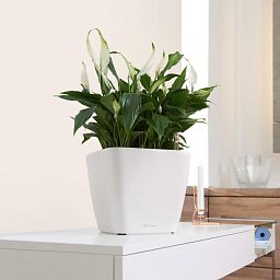 LECHUZA Quadro LS Square Poly Resin Self-watering Planter Set