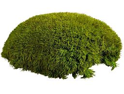 PREMIUM Bale Moss Artificial Moss Plant