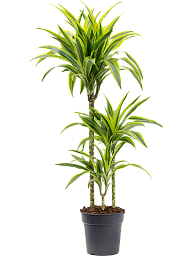 Colorful Corn Plant Dracaena fragrans 'Lemon Lime' Tall Indoor House Plants Trees