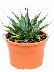 Easy-Care Mountain Agave montana Indoor House Plants
