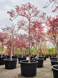 Acer pal. diss. 'Garnet'