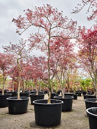 Acer pal. diss. 'Garnet'