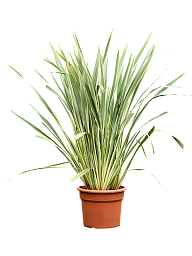 Easy-Care New Zealand Flax Phormium tenax 'Variegatum Indoor House Plants