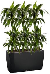 Dracaena Fragrans Janet Greig in LECHUZA CARARO Self-watering Planter, Total Height 130 cm