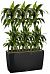 Dracaena Fragrans Janet Greig in LECHUZA CARARO Self-watering Planter, Total Height 130 cm