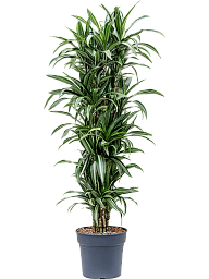 Easy-Care Corn Plant Dracaena fragrans 'Ulises' Tall Indoor House Plants Trees