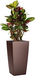 Codiaeum Petra in LECHUZA CUBICO Self-watering Planter, Total Height 130 cm