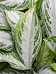 Vibrant Chinese Evergreen Aglaonema 'Silver Bay' Indoor House Plants
