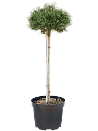 Pinus 'Marie Bregeon'
