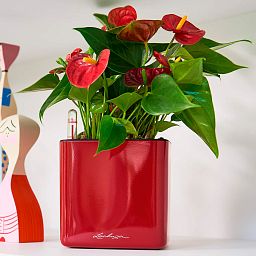 LECHUZA CUBE Glossy Square Poly Resin Indoor Self-watering Planter