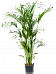 Lush Sentry Palm Kentia (Howea) forsteriana Indoor House Plants