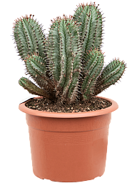 Easy-Care Euphorbia horrida Indoor House Plants