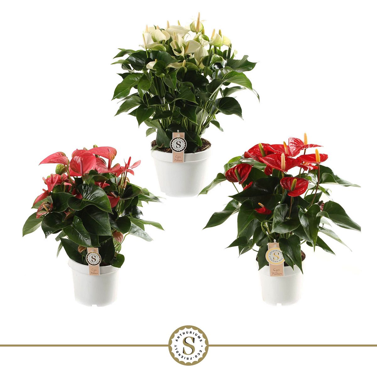 Anthurium Mix