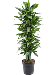 Easy-Care Corn Plant Dracaena fragrans 'Janet Lind' Tall Indoor House Plants Trees