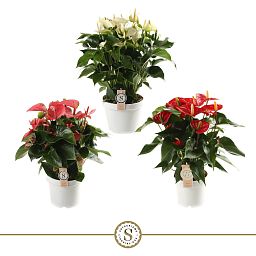 Anthurium Mix