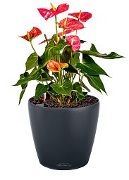 Blooming Anthurium Andraeanum in LECHUZA CLASSICO Color Self-watering Planter, Total Height 45 cm