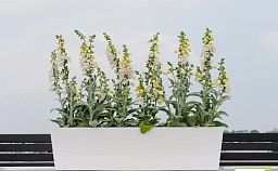 WINDOW BOX Fiberstone Planter by Idealist Premium Balcony BEAU Glossy