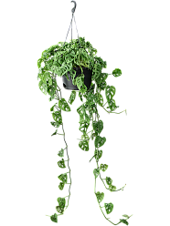 Shade-loving Swiss Cheese Plant Monstera obliqua (60-120) Indoor House Plants