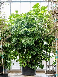 Cheerful Umbrella Tree Schefflera actinophylla 'Amate' Indoor House Plants