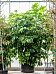 Cheerful Umbrella Tree Schefflera actinophylla 'Amate' Indoor House Plants