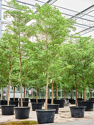 Tropical Black Olive Tree Bucida buceras 'Shady Lady' (800-900)