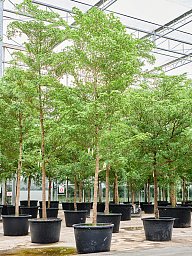 Tropical Black Olive Tree Bucida buceras 'Shady Lady' (800-900)