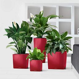 LECHUZA CUBE Square Poly Resin Self-watering Planter