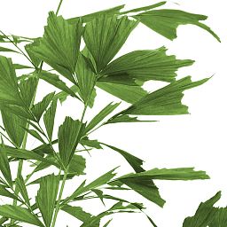 Lush Fishtail Palm Caryota mitis (650-725) Indoor House Plants