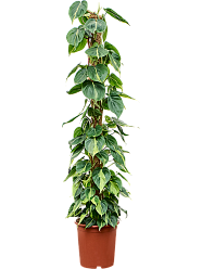 Lush Heart-Leaf Philodendron scandens 'Brasil' Indoor House Plants