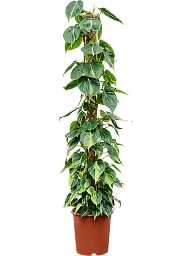 Lush Heart-Leaf Philodendron scandens 'Brasil' Indoor House Plants