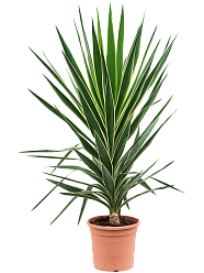 Photogenic Spineless Yucca Yucca elephantipes 'Puck' Indoor House Plants