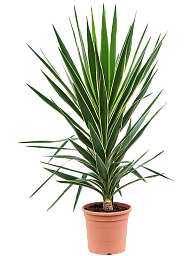 Photogenic Spineless Yucca Yucca elephantipes 'Puck' (200-220) Indoor House Plants