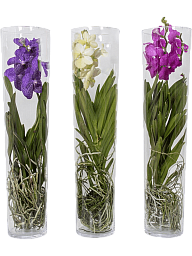 Vanda conische vaas mix